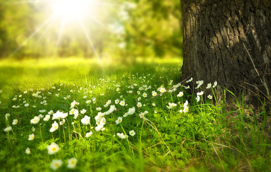 Poems to Contemplate Spring