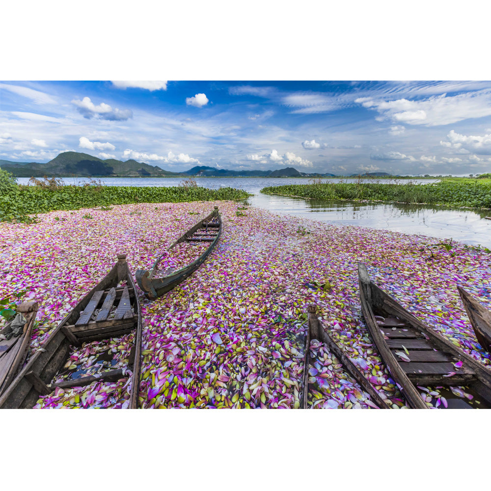Lotus Harvest