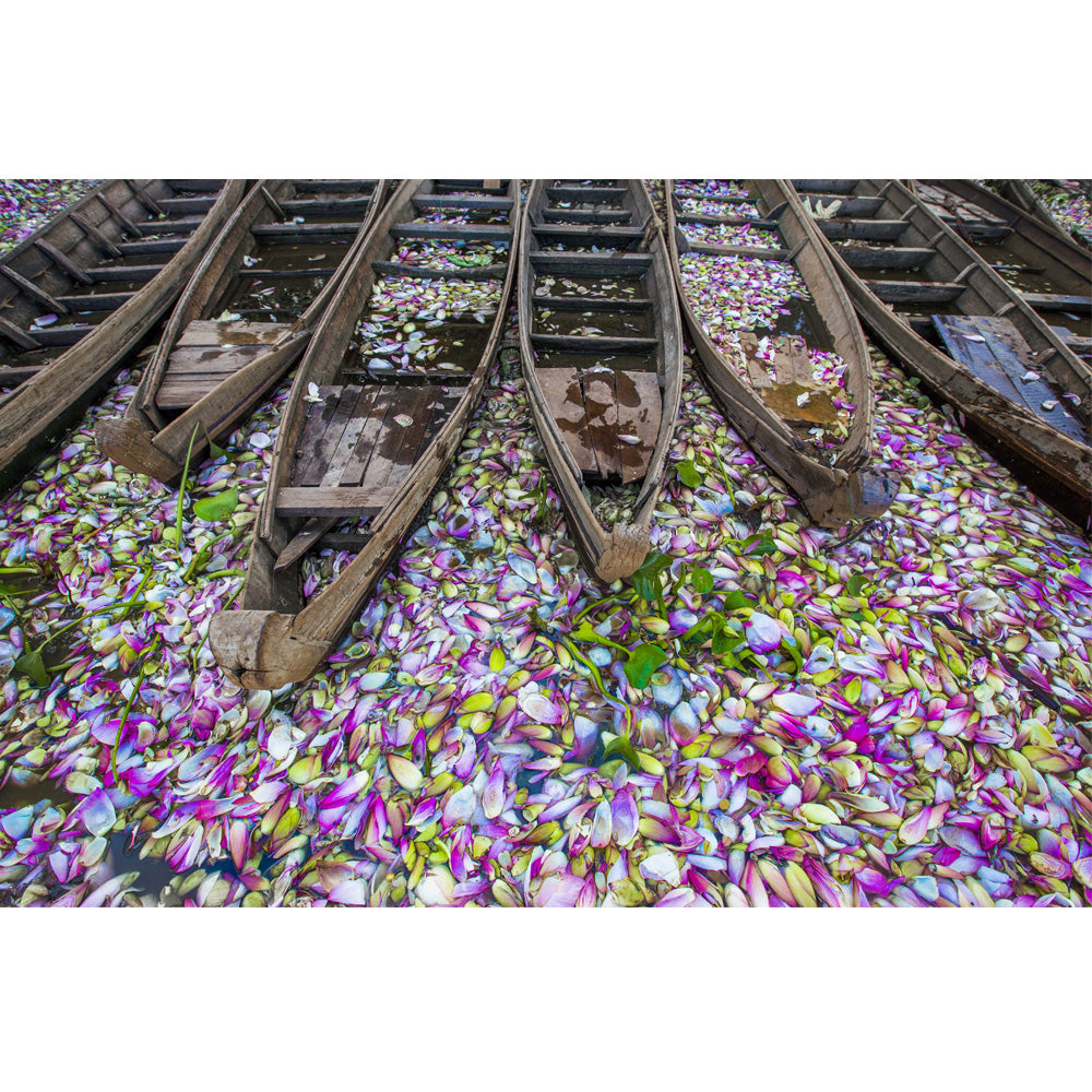 Lotus Tapestry