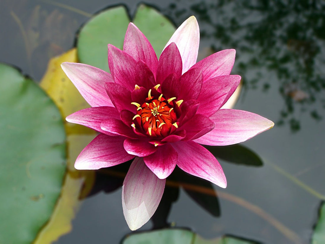 Lotus Symbolism in Buddhism I DharmaCrafs