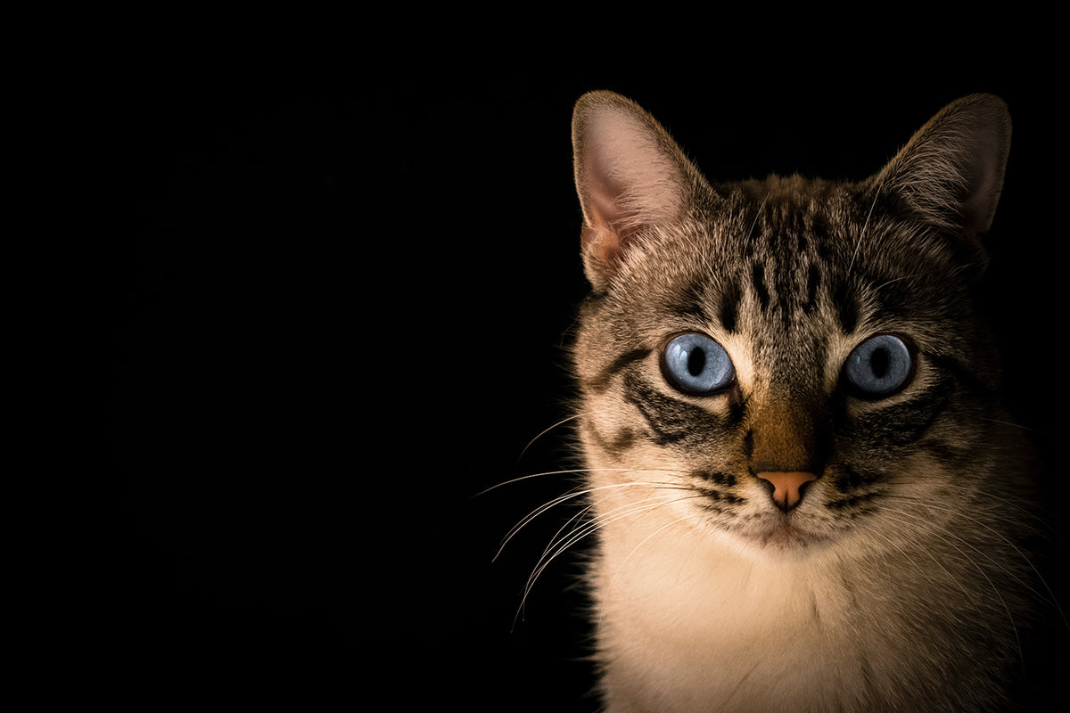 Nanquan, the Cat, and Us - Koun Franz