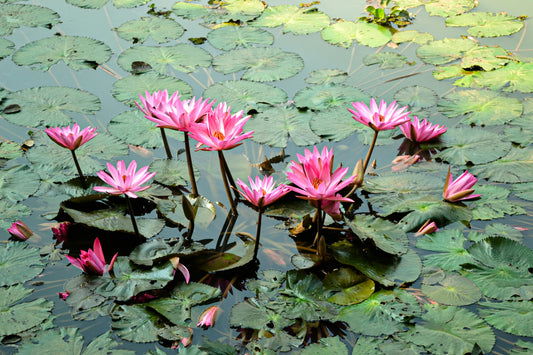 Lessons from the Lotus