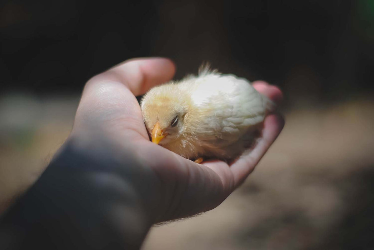 Never Get In The Way of Compassion I DharmaCrafts