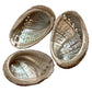Three abalone shells on a white background
