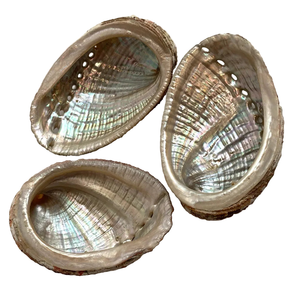 Three abalone shells on a white background