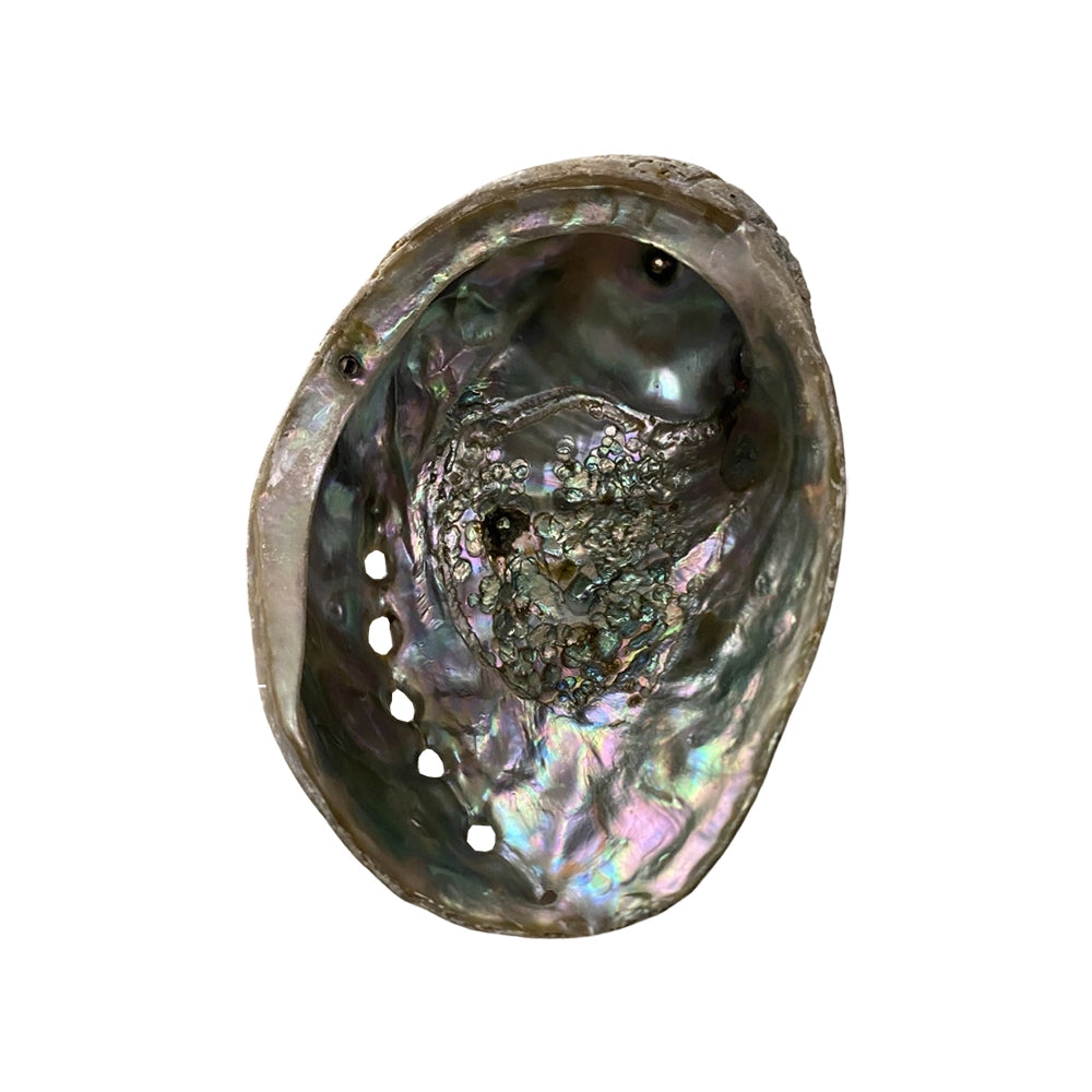 Abalone shell with a pearl inside on a white background