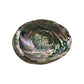 Abalone shell with iridescent interior on a white background
