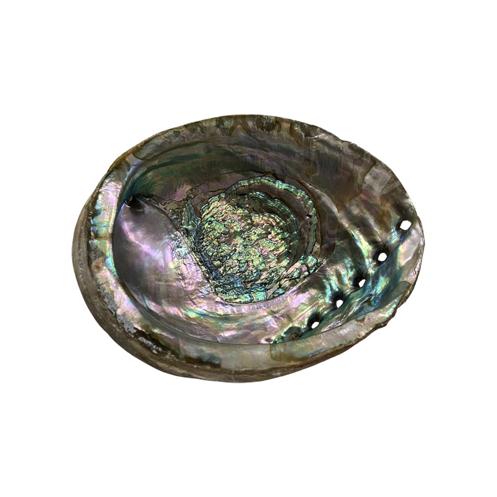 Abalone shell with iridescent interior on a white background
