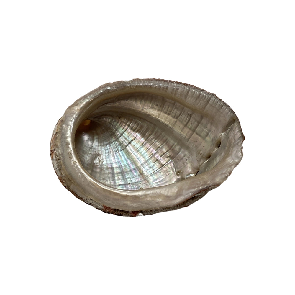 Shell on a white background