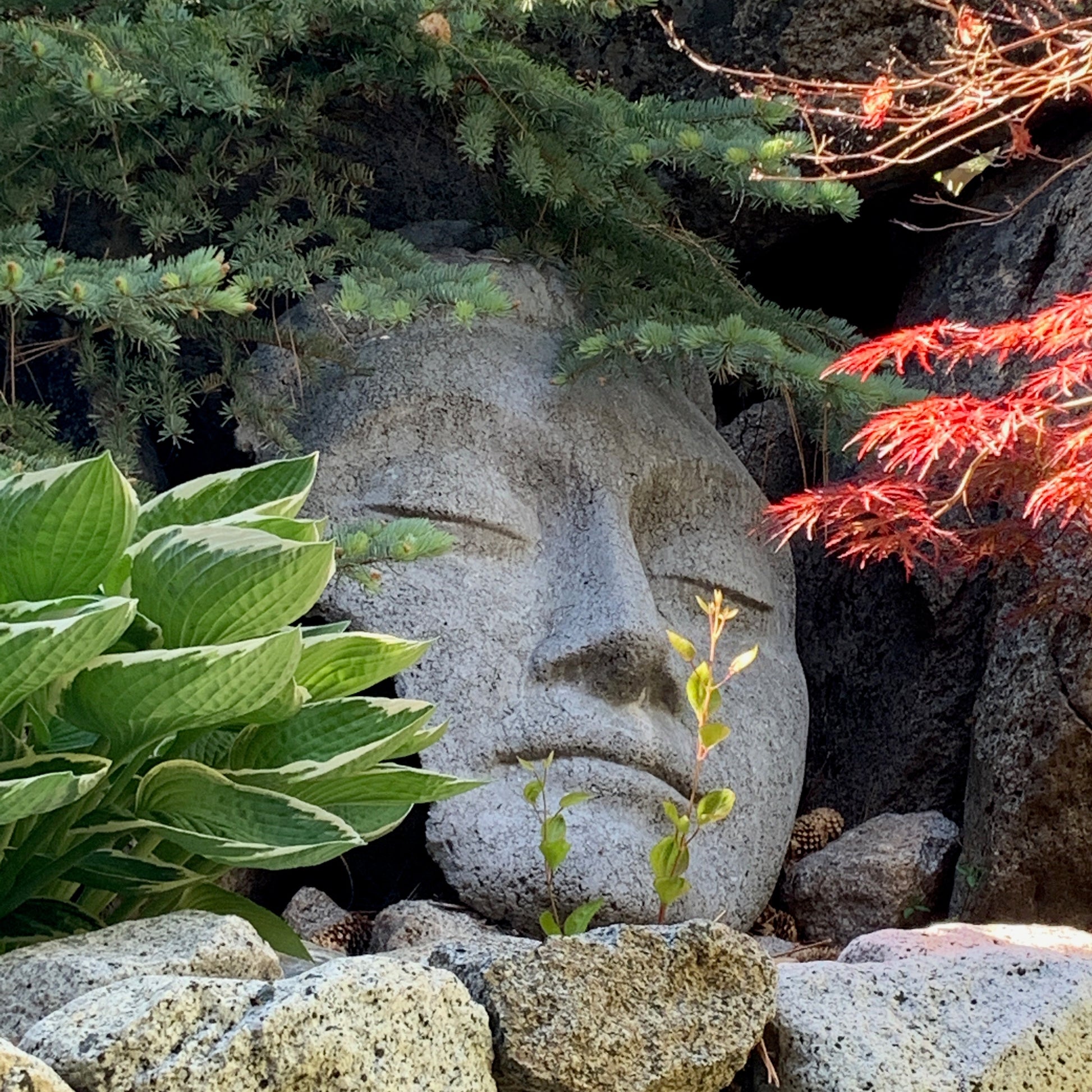 Stone Buddha face sculpture among rocks and plants