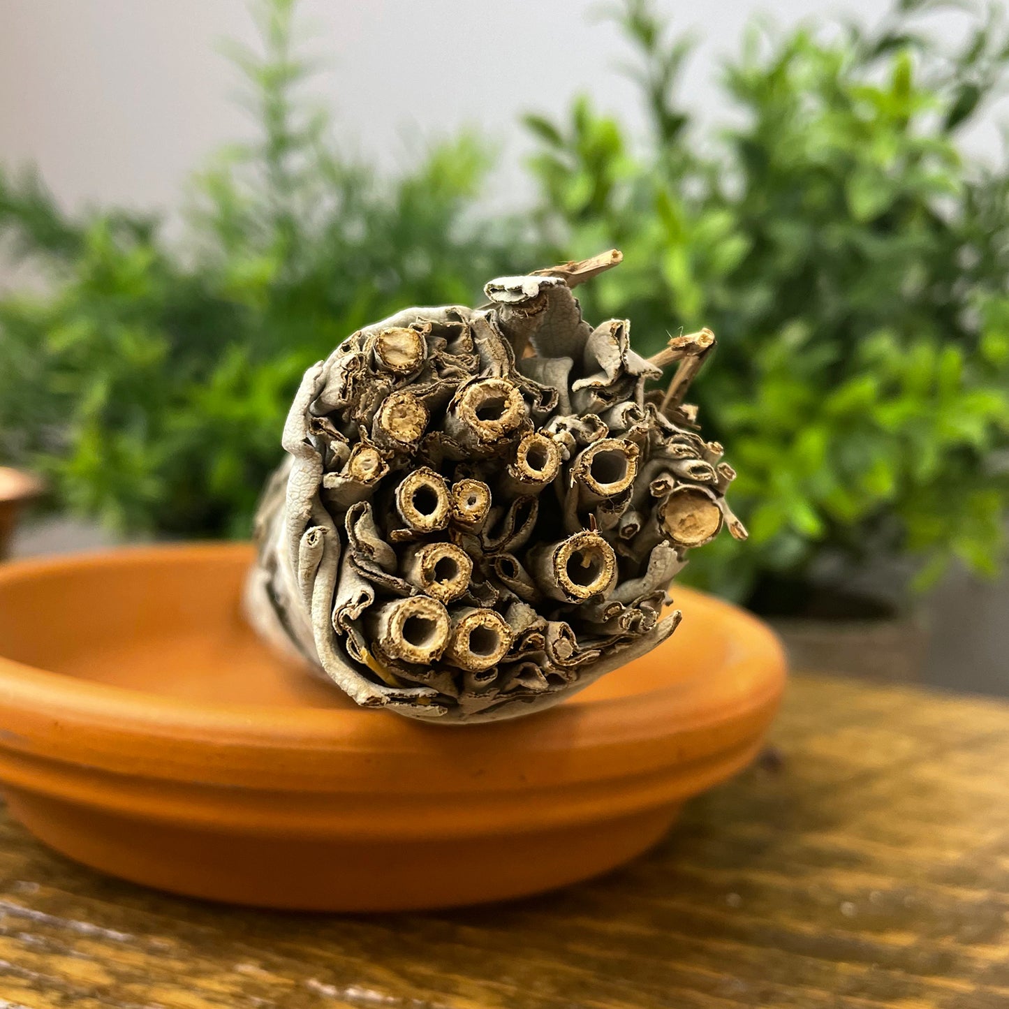 White Sage with Flowers